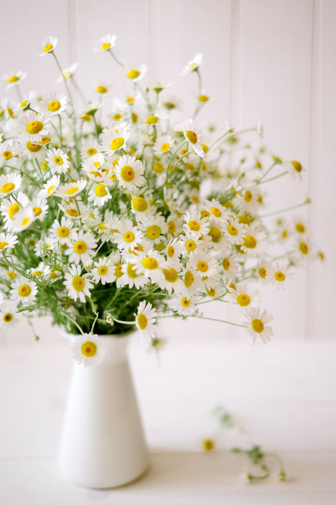 My favorite Herbs